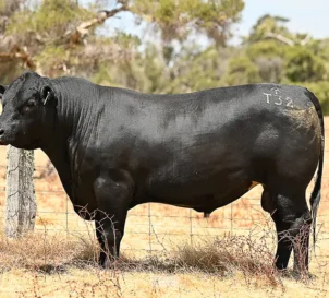 Supreme Bull Sale 2024